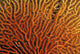 Australia, Coral Sea Fan, Close-Up Bright Orange And Yellow Branches Wall Mural
