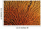 Australia, Coral Sea Fan, Close-Up Bright Orange And Yellow Branches Wall Mural