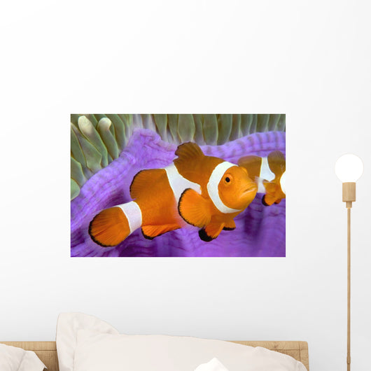 Malaysia, Western Clown Anemone Fish, Amphiprion Ocellaris Wall Mural