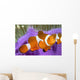 Malaysia, Western Clown Anemone Fish, Amphiprion Ocellaris Wall Mural