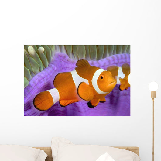 Malaysia, Western Clown Anemone Fish, Amphiprion Ocellaris Wall Mural