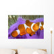 Malaysia, Western Clown Anemone Fish, Amphiprion Ocellaris Wall Mural