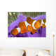 Malaysia, Western Clown Anemone Fish, Amphiprion Ocellaris Wall Mural