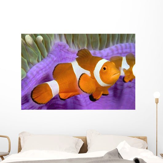 Malaysia, Western Clown Anemone Fish, Amphiprion Ocellaris Wall Mural