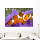 Malaysia, Western Clown Anemone Fish, Amphiprion Ocellaris Wall Mural