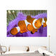 Malaysia, Western Clown Anemone Fish, Amphiprion Ocellaris Wall Mural