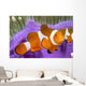 Malaysia, Western Clown Anemone Fish, Amphiprion Ocellaris Wall Mural