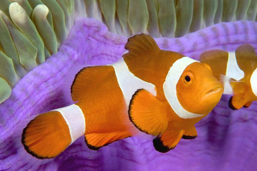 Malaysia, Western Clown Anemone Fish, Amphiprion Ocellaris Wall Mural