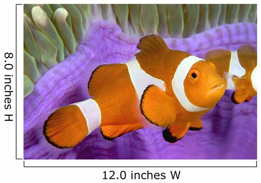 Malaysia, Western Clown Anemone Fish, Amphiprion Ocellaris Wall Mural