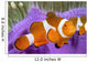 Malaysia, Western Clown Anemone Fish, Amphiprion Ocellaris Wall Mural