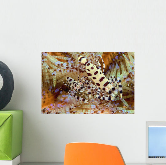 Two Coleman Shrimp Clear Section Of Fire Urchin Wall Mural