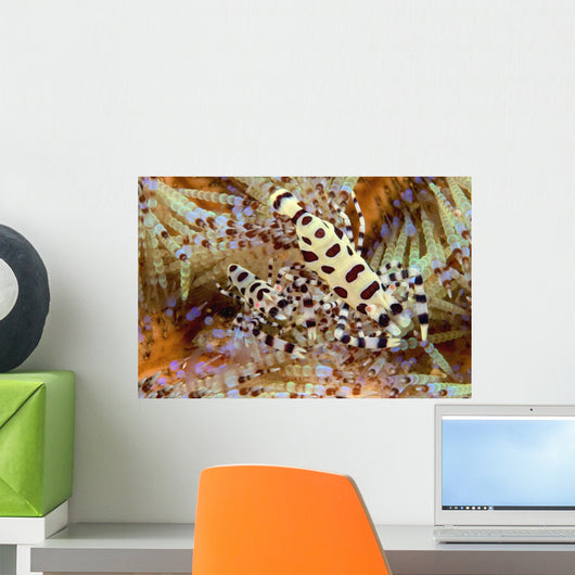 Two Coleman Shrimp Clear Section Of Fire Urchin Wall Mural