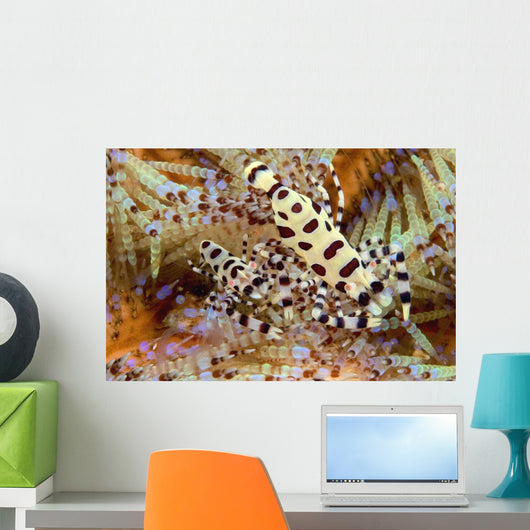 Two Coleman Shrimp Clear Section Of Fire Urchin Wall Mural