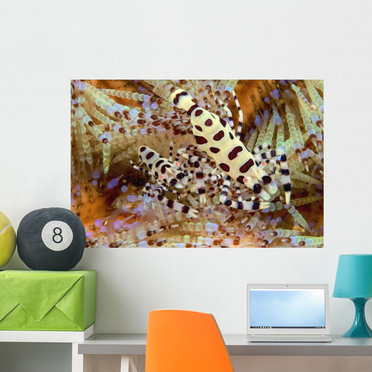 Two Coleman Shrimp Clear Section Of Fire Urchin Wall Mural