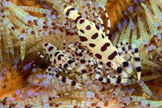 Two Coleman Shrimp Clear Section Of Fire Urchin Wall Mural