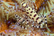 Two Coleman Shrimp Clear Section Of Fire Urchin Wall Mural
