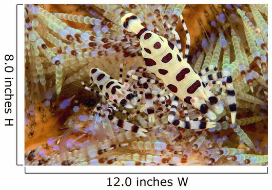 Two Coleman Shrimp Clear Section Of Fire Urchin Wall Mural