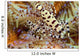 Two Coleman Shrimp Clear Section Of Fire Urchin Wall Mural