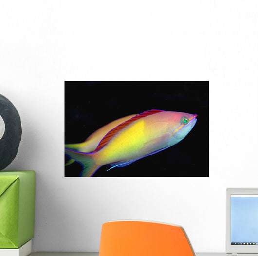 Malaysia, Mabul Island, This Male Peach Anthias, Pseudanthias Dispar Wall Mural
