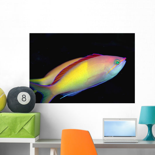 Malaysia, Mabul Island, This Male Peach Anthias, Pseudanthias Dispar Wall Mural