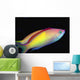 Malaysia, Mabul Island, This Male Peach Anthias, Pseudanthias Dispar Wall Mural