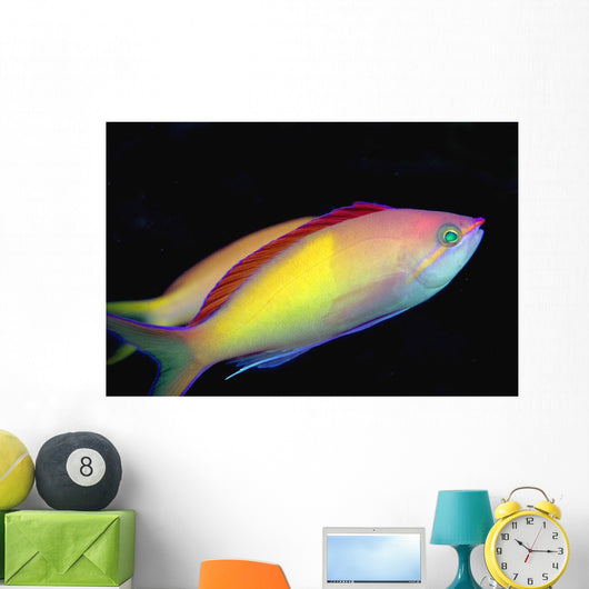 Malaysia, Mabul Island, This Male Peach Anthias, Pseudanthias Dispar Wall Mural