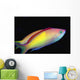 Malaysia, Mabul Island, This Male Peach Anthias, Pseudanthias Dispar Wall Mural