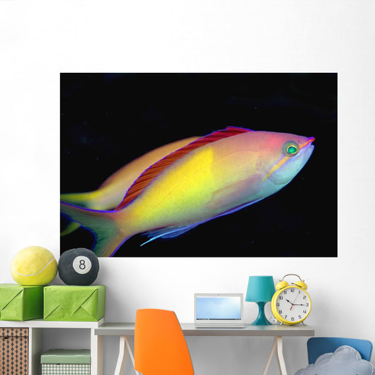 Malaysia, Mabul Island, This Male Peach Anthias, Pseudanthias Dispar Wall Mural