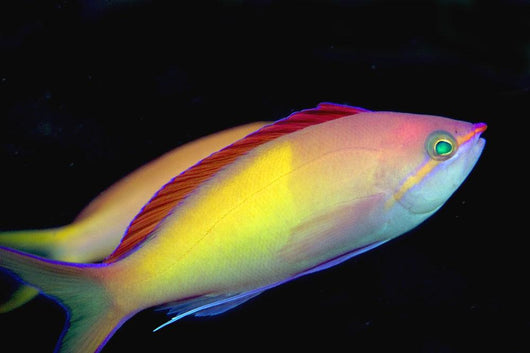 Malaysia, Mabul Island, This Male Peach Anthias, Pseudanthias Dispar Wall Mural