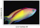 Malaysia, Mabul Island, This Male Peach Anthias, Pseudanthias Dispar Wall Mural