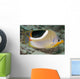 Malaysia, Saddleback Butterflyfish, Chaetodon Ephippium Wall Mural