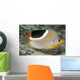 Malaysia, Saddleback Butterflyfish, Chaetodon Ephippium Wall Mural