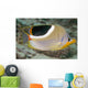 Malaysia, Saddleback Butterflyfish, Chaetodon Ephippium Wall Mural