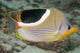 Malaysia, Saddleback Butterflyfish, Chaetodon Ephippium Wall Mural