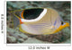 Malaysia, Saddleback Butterflyfish, Chaetodon Ephippium Wall Mural