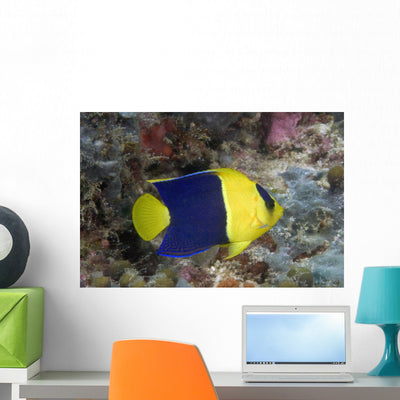 Malaysia Bicolor Angelfish Wall Mural shown on a wall