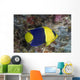 Malaysia, The Bicolor Angelfish Wall Mural