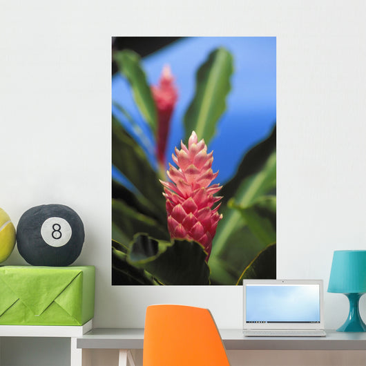 Pink Torch Ginger Flowers Wall Mural