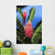 Pink Torch Ginger Flowers Wall Mural