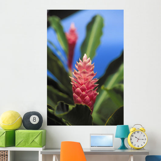 Pink Torch Ginger Flowers Wall Mural