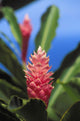 Pink Torch Ginger Flowers Wall Mural
