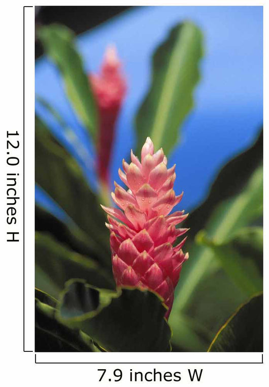 Pink Torch Ginger Flowers Wall Mural