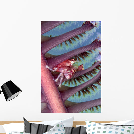 Malaysia, Mabul Island, Porcelain Crab, Pictured On The Seapen Wall Mural