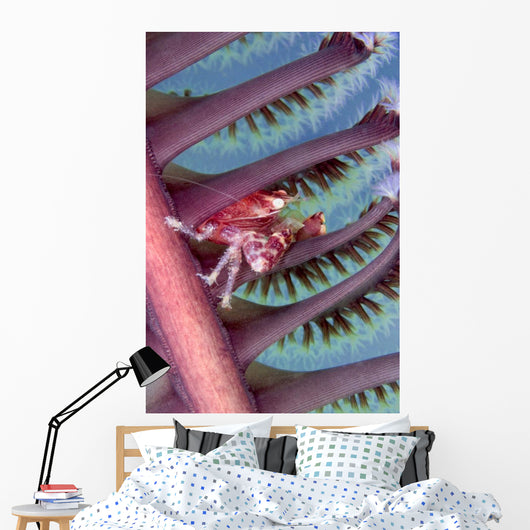 Malaysia, Mabul Island, Porcelain Crab, Pictured On The Seapen Wall Mural