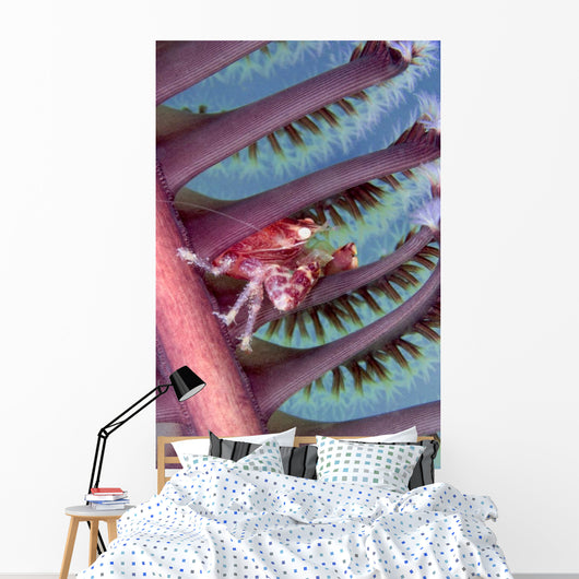 Malaysia, Mabul Island, Porcelain Crab, Pictured On The Seapen Wall Mural