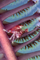Malaysia, Mabul Island, Porcelain Crab, Pictured On The Seapen Wall Mural
