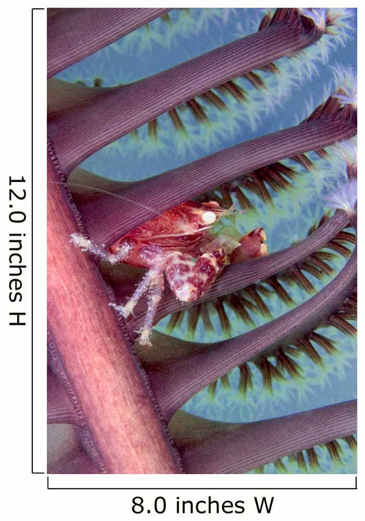 Malaysia, Mabul Island, Porcelain Crab, Pictured On The Seapen Wall Mural