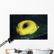 Indonesia, Bennett's Butterflyfish Wall Mural
