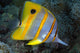 The Beaked or Copper-Banded Butterflyfish Wall Mural