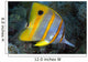 The Beaked or Copper-Banded Butterflyfish Wall Mural